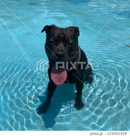 ピットブル　プール　黒 129301439