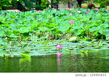 池の水面に映り込むハスの花 129301615