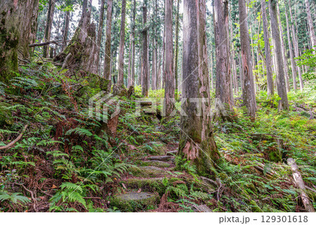 杉山 屋久島神が宿る島(5月) 杉山 屋久島神が宿る島(5月) 129301618