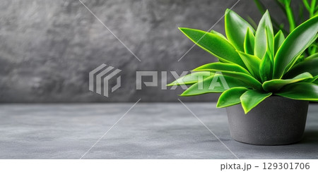 Indoor plant in a minimalist setting with a gray background and natural lighting 129301706