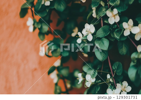 Lush green leaves and delicate white blossoms against an orange wall in a sunny garden 129301731