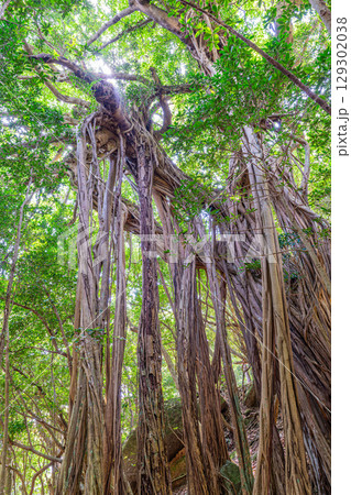 ガジュマル　世界自然遺産屋久島(4月)神が宿る巨木 129302038