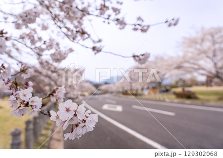 三重県四日市市 桜の森と呼ばれる春の北勢中央公園 三重県四日市市 桜の森と呼ばれる春の北勢中央公園 129302068