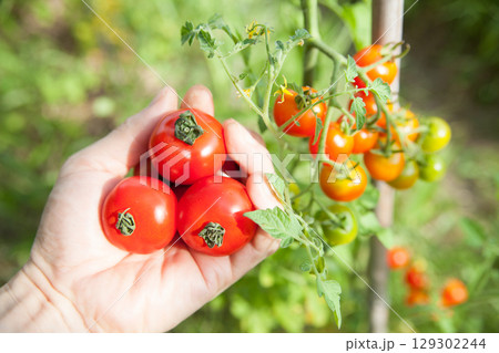 ミニトマトを収穫する ミニトマトを収穫する 129302244