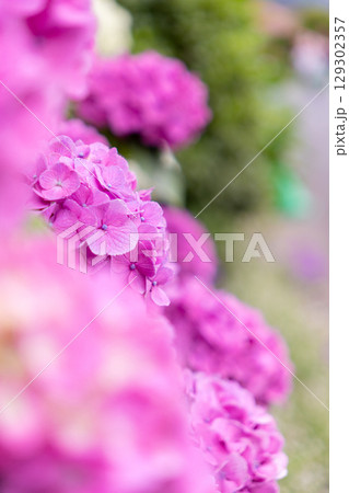 ピンクの紫陽花のある景色 ピンクの紫陽花のある景色 129302357