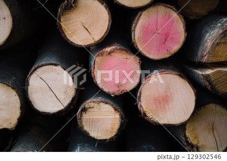 Stacked logs with vibrant markings in a forest setting during daylight hours 129302546