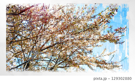 スケッチ風 スケッチ 桜 さくら サクラ 花 花見 満開 春 春景色 日本 風景 自然 季節 開花  129302880