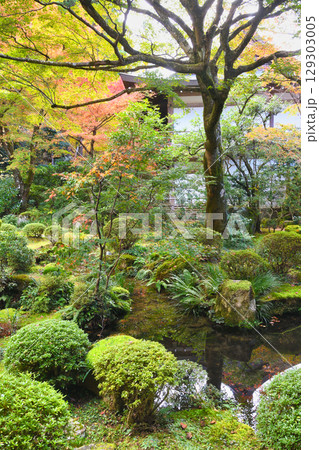 大原　三千院　聚碧園の美しい紅葉（京都府京都市左京区） 129303005