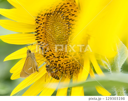 向日葵の蜜を吸う蜂とセセリ 129303198