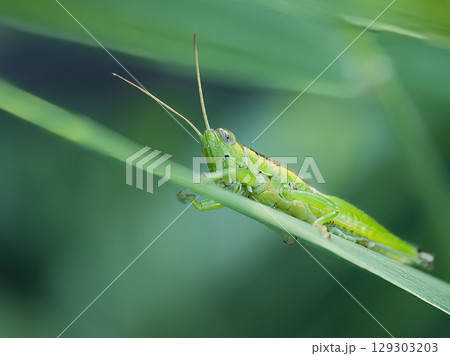 葉にとまるバッタ 129303203