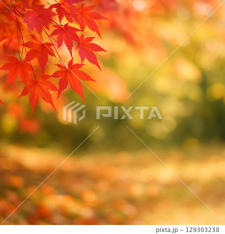 鮮やかな紅葉 129303238