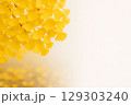 黄色いイチョウの葉 129303240