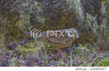 苔むす足元に佇むアオジ 129303917