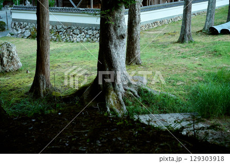 陰影が美しい大木の幹 陰影が美しい大木の幹 129303918