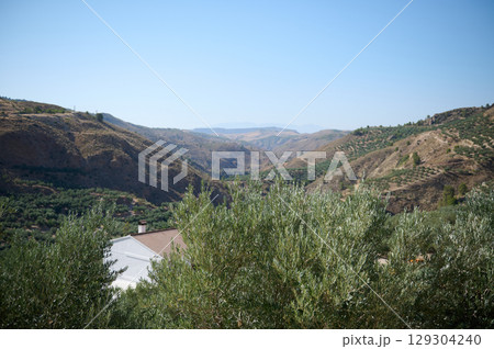 Scenic Rolling Hills with Olive Groves Under a Clear Blue Sky Scenic Rolling Hills with Olive Groves Under a Clear Blue Sky 129304240