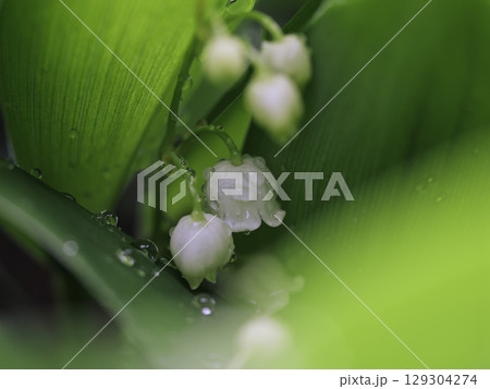 雨に濡れたスズランの花 129304274