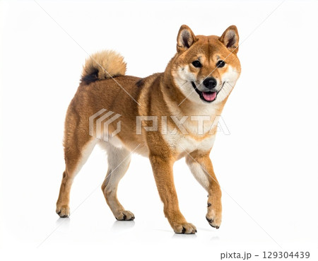 白い背景で立っている柴犬_横向き（AI生成）のイラスト素材 [129304439] - PIXTA