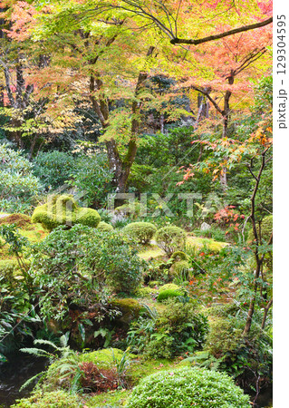 大原　三千院　聚碧園の美しい紅葉（京都府京都市左京区） 129304595
