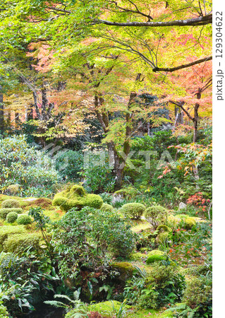 大原　三千院　聚碧園の美しい紅葉（京都府京都市左京区） 129304622