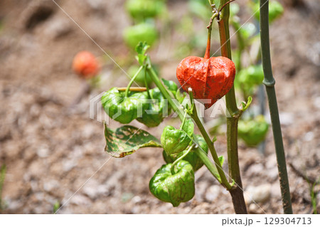 ホウズキ（鬼灯） 129304713