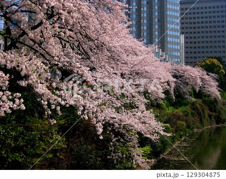 2009.4.7 紀尾井町弁慶濠の桜 129304875
