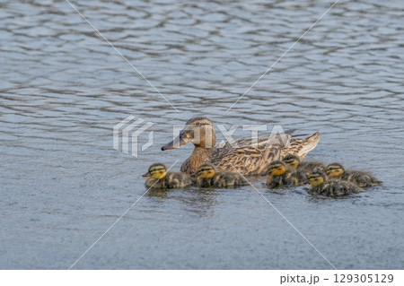 雛たちを優しく見守るマガモの母親 129305129