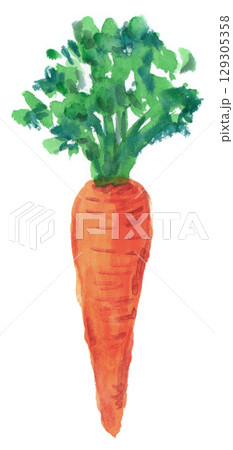 水彩で描いたにんじん 129305358