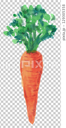 水彩で描いたにんじん 129305358