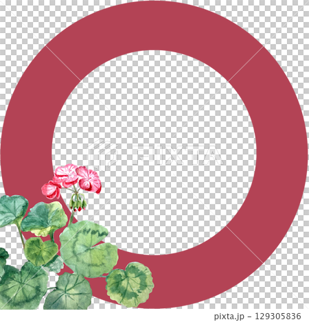 Geranium plant with bright pink flowers and green rounded leaves decorates a red circular frame on a white background. Watercolor hand painted art perfect for cards, labels, stickers, wedding designs 129305836