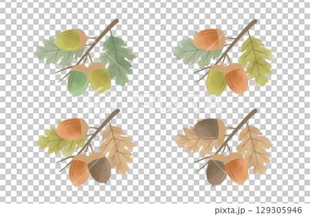 水彩橡實和葉枝套裝(4 種顏色變化) 水彩橡實和葉枝套裝(4 種顏色變化) 129305946