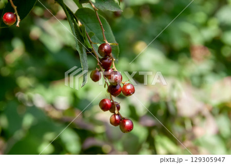 ナツハゼの若い果実【ツツジ科スノキ属】 129305947