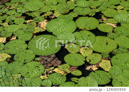 一年生水草オニバスが織りなす浮水葉造形【スイレン科】 一年生水草オニバスが織りなす浮水葉造形【スイレン科】 129305950