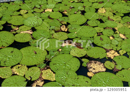 一年生水草オニバスが織りなす浮水葉造形【スイレン科】 一年生水草オニバスが織りなす浮水葉造形【スイレン科】 129305951