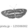 ミスジチョウ＿鉛筆画 129306002