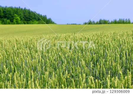 初夏の麦畑・オーヴェールの丘（北海道・大空町） 129306009