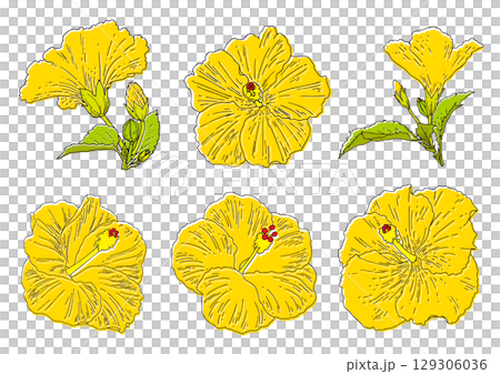 夏の花　黄色いハイビスカス　セット 129306036