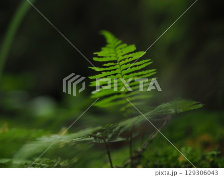苔のじゅうたんにひっそりとたたずむシダ 苔のじゅうたんにひっそりとたたずむシダ 129306043