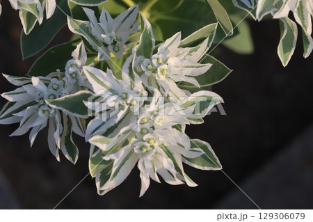 夏の庭に咲く薄緑に白い縁取りのある葉と小さな白い花のハツユキソウ 夏の庭に咲く薄緑に白い縁取りのある葉と小さな白い花のハツユキソウ 129306079