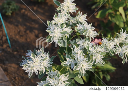 夏の庭に咲く薄緑に白い縁取りのある葉と小さな白い花のハツユキソウ 129306081