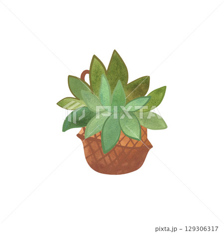 Succulent in a basket. Rustic interior decoration. Isolated watercolor illustration. Succulent in a basket. Rustic interior decoration. Isolated watercolor illustration. 129306317