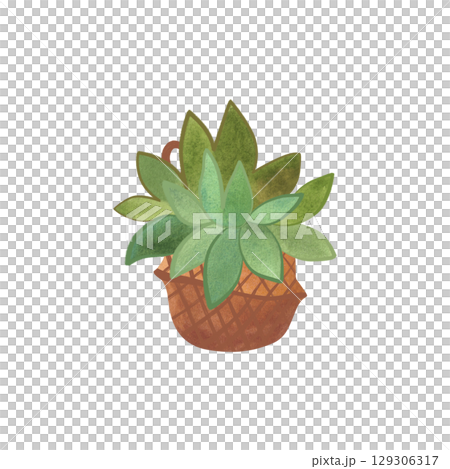 Succulent in a basket. Rustic interior decoration. Isolated watercolor illustration. Succulent in a basket. Rustic interior decoration. Isolated watercolor illustration. 129306317