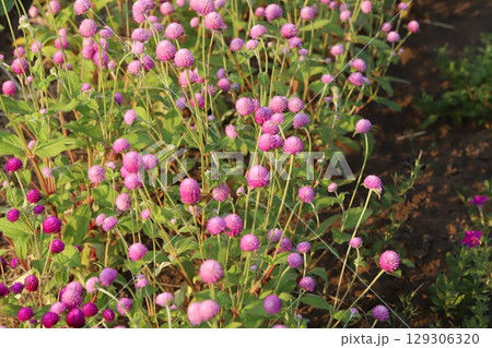 夏の公園に咲く千日紅のピンク色の花 夏の公園に咲く千日紅のピンク色の花 129306320