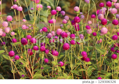 夏の公園に咲く千日紅のピンク色の花 129306326