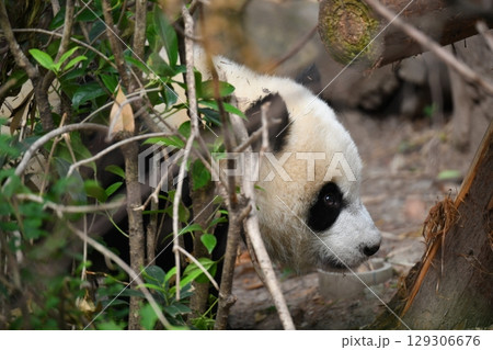 赤ちゃんパンダ 129306676