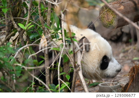 赤ちゃんパンダ 赤ちゃんパンダ 129306677