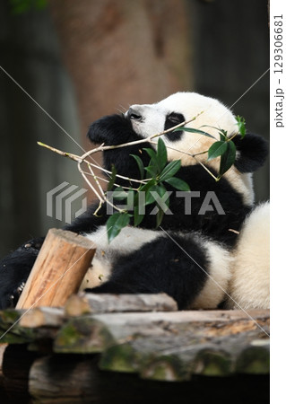 お昼寝中に葉っぱをかじる赤ちゃんパンダ お昼寝中に葉っぱをかじる赤ちゃんパンダ 129306681