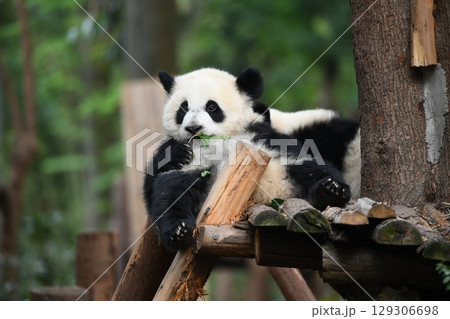 お昼寝中に葉っぱをかじる赤ちゃんパンダ お昼寝中に葉っぱをかじる赤ちゃんパンダ 129306698