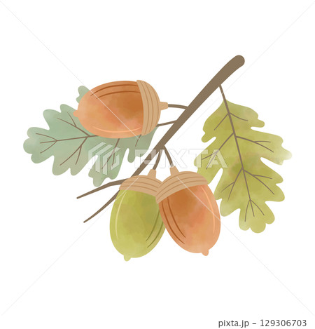 水彩風どんぐりと葉の枝（緑×茶） 129306703