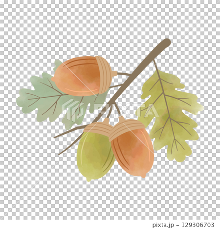 水彩風どんぐりと葉の枝（緑×茶） 129306703