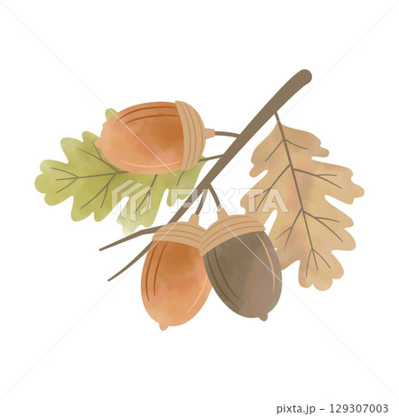 水彩風どんぐりと葉の枝（茶×緑） 129307003